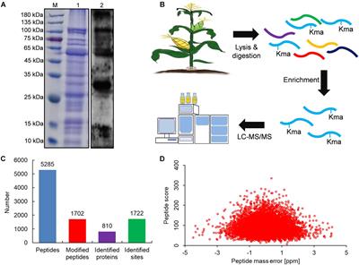 Global Identification and Systematic Analysis of Lysine Malonylation in Maize (Zea mays L.)